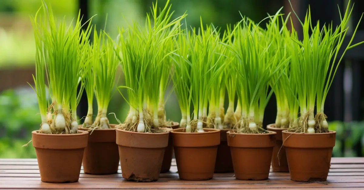 How to Grow Lemongrass in Pots Like an Expert
