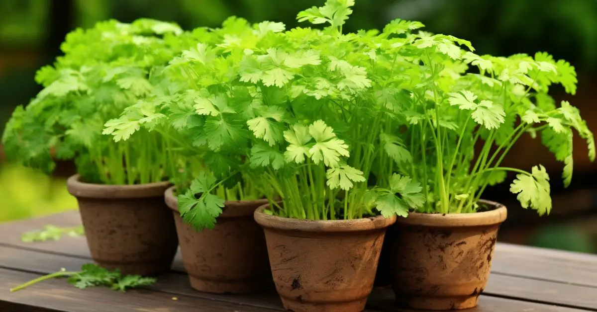 How to Grow Parsley in Pots Like an Expert