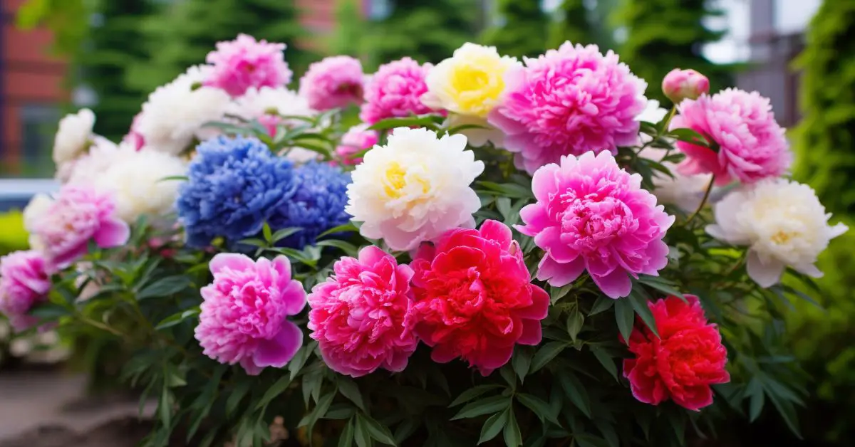 How to Grow Peonies in Pots Like an Expert