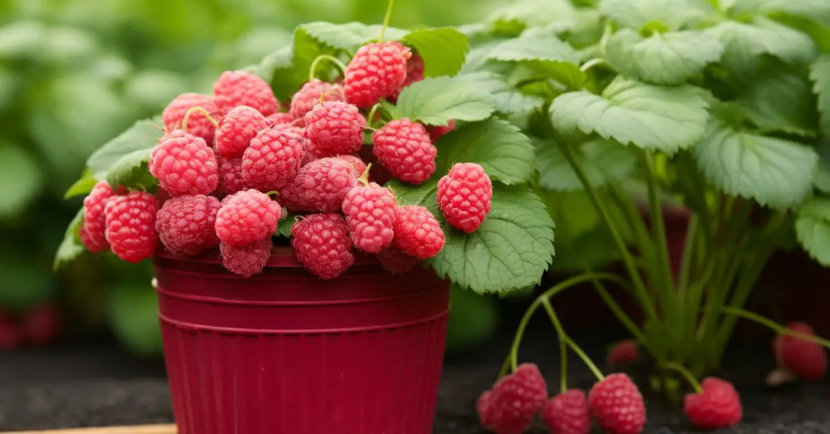 How to Grow Raspberries in Pots Like an Expert