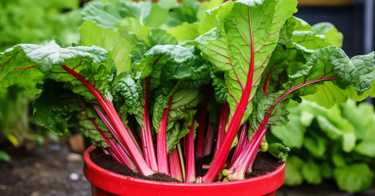 How to Grow Rhubarb in Pots Like an Expert