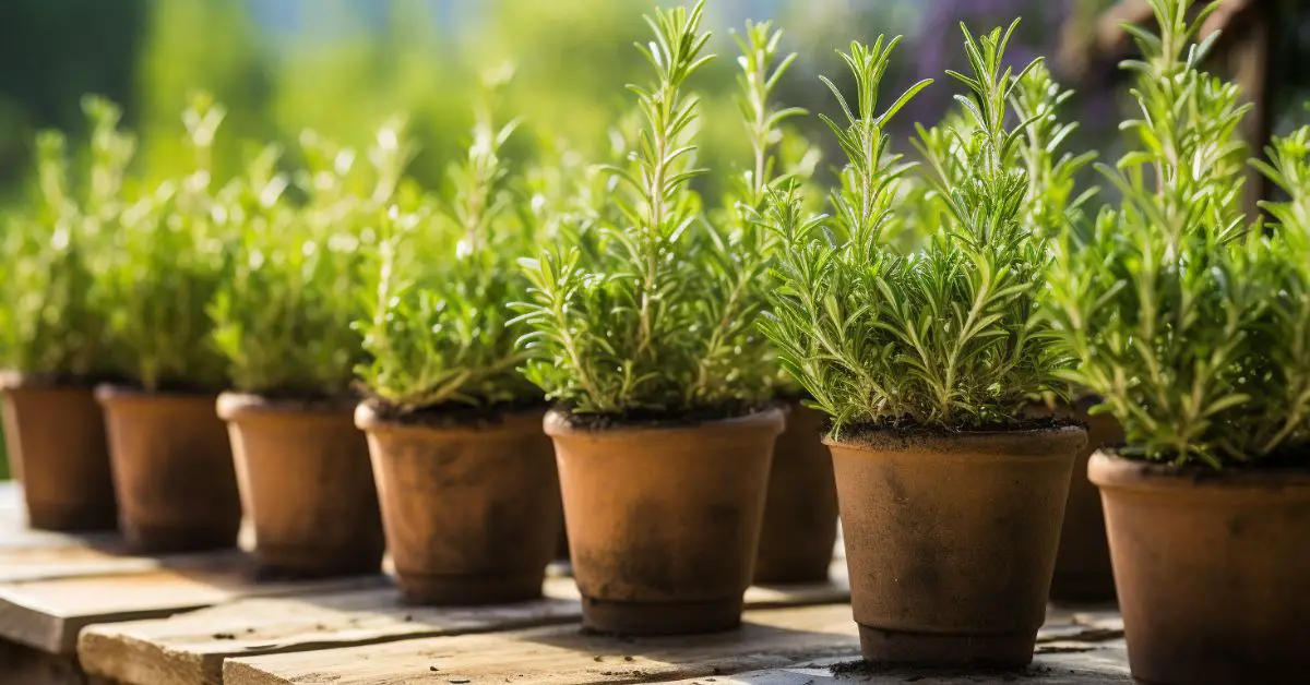 How to Grow Rosemary in Pots Like an Expert