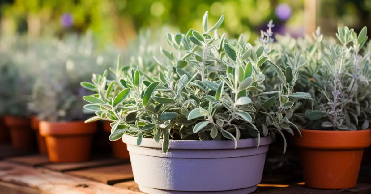 How to Grow Sage in Pots Like an Expert