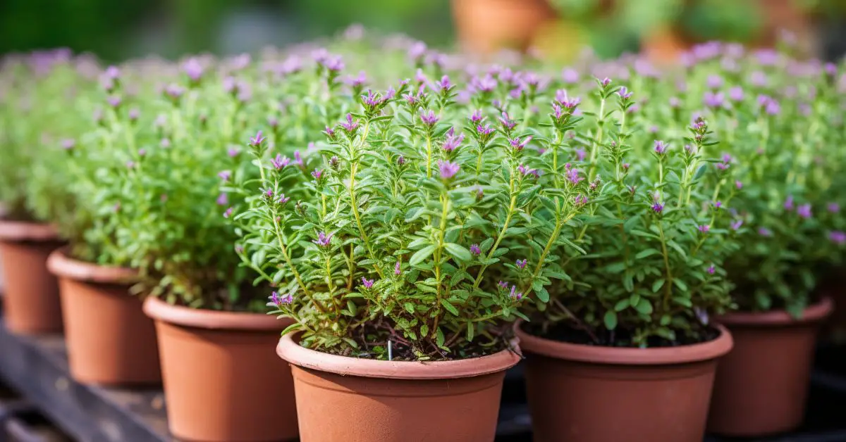 How to Grow Thyme in Pots Like an Expert