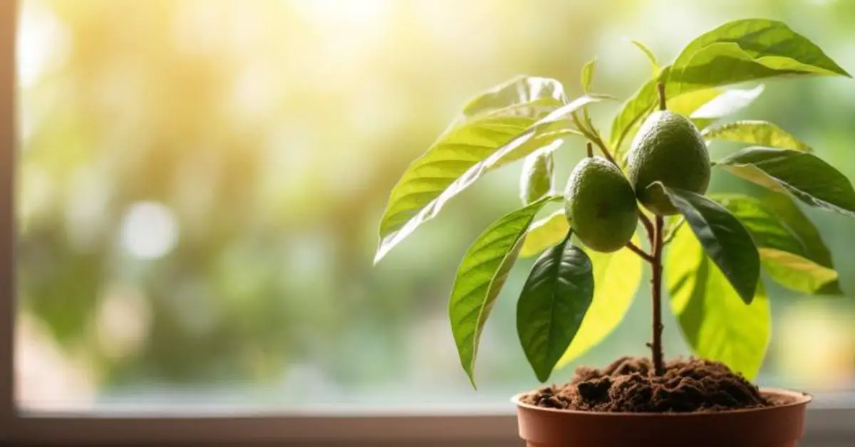 How to Grow and Care for an Avocado Tree Like an Expert