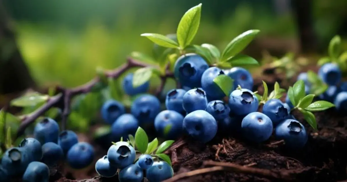 How to Grow and Care for Blueberries Like an Expert