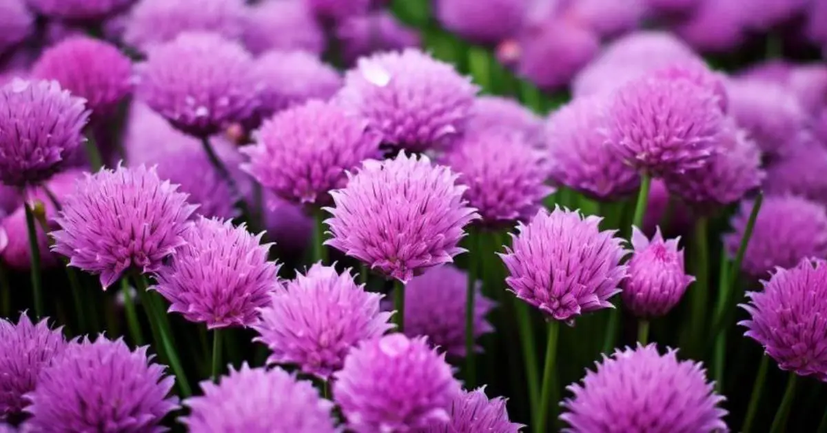 How to Grow and Care for Chives (A Beginner’s Guide)