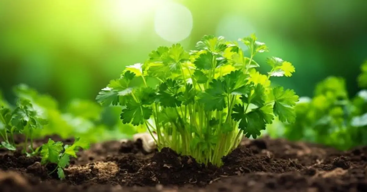 How to Grow and Care for Cilantro Like a Pro