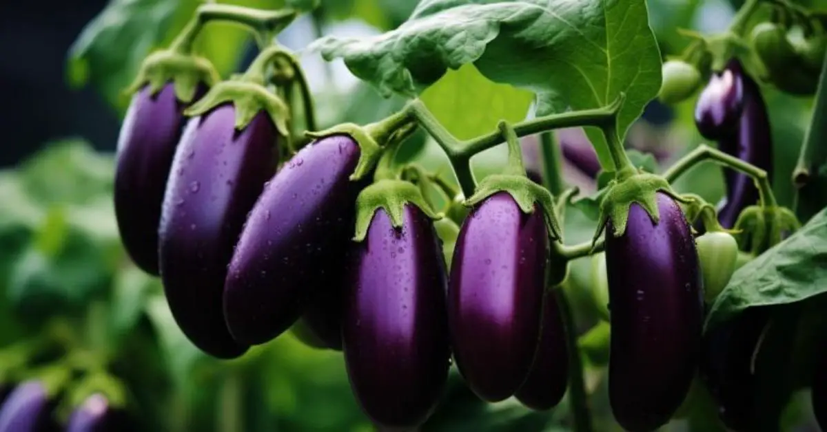 How to Grow and Care for Eggplants (The Easy Way)