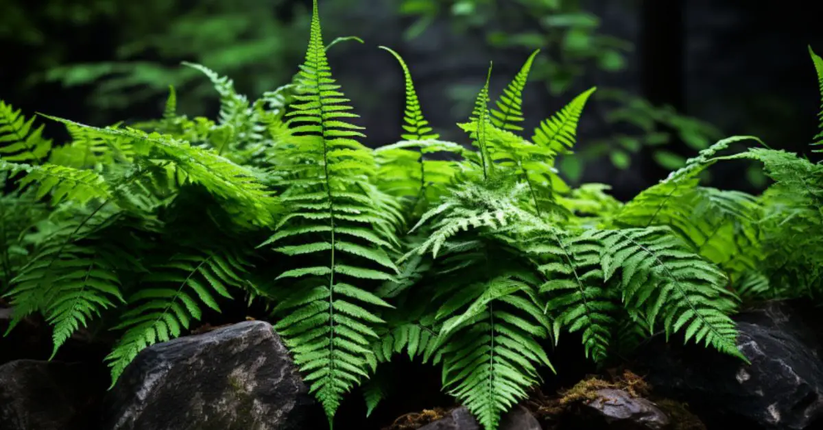 How to Grow and Care for Ferns (The Easy Way)