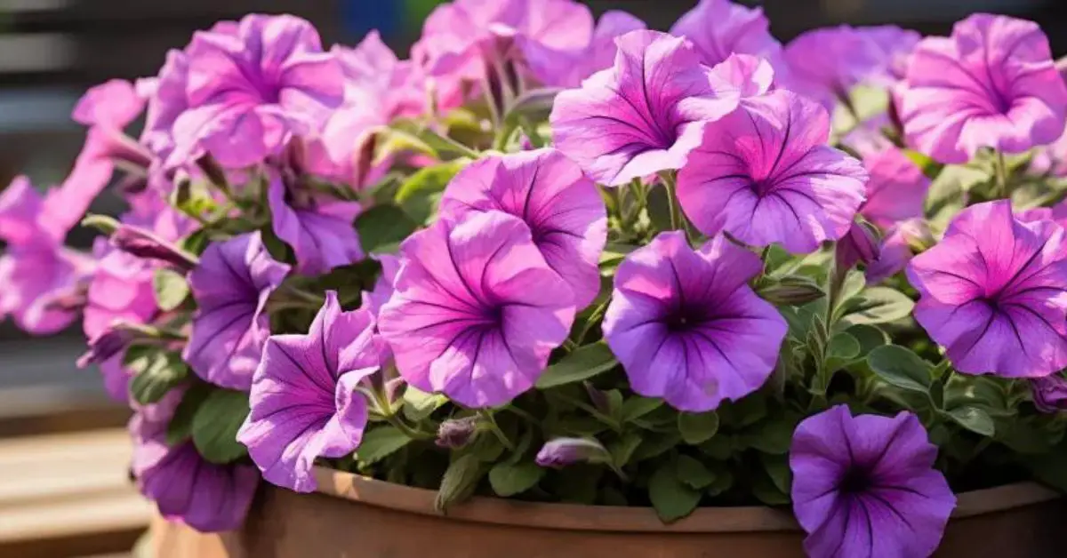 How to Grow and Care for Petunias (Expert Tips)