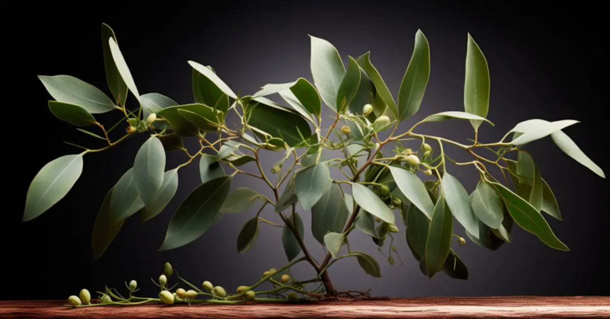 How to Grow and Care for an Eucalyptus Plant Like a Pro