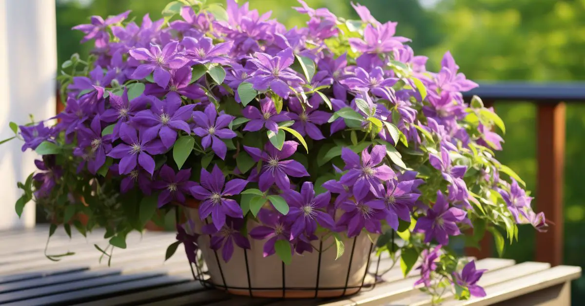 How to Grow Clematis in Pots Like an Expert