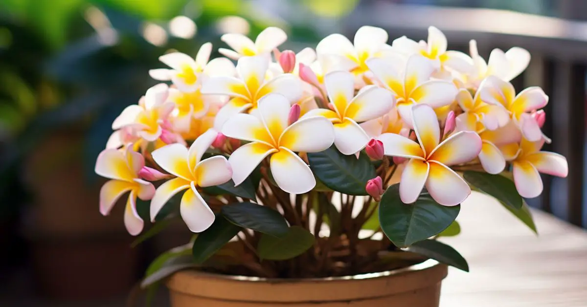 How to Grow Plumeria in Pots Like an Expert