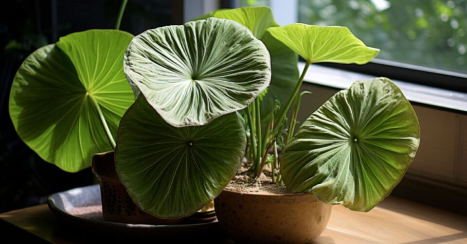 How To Grow Elephant Ears in Pots Like an Expert