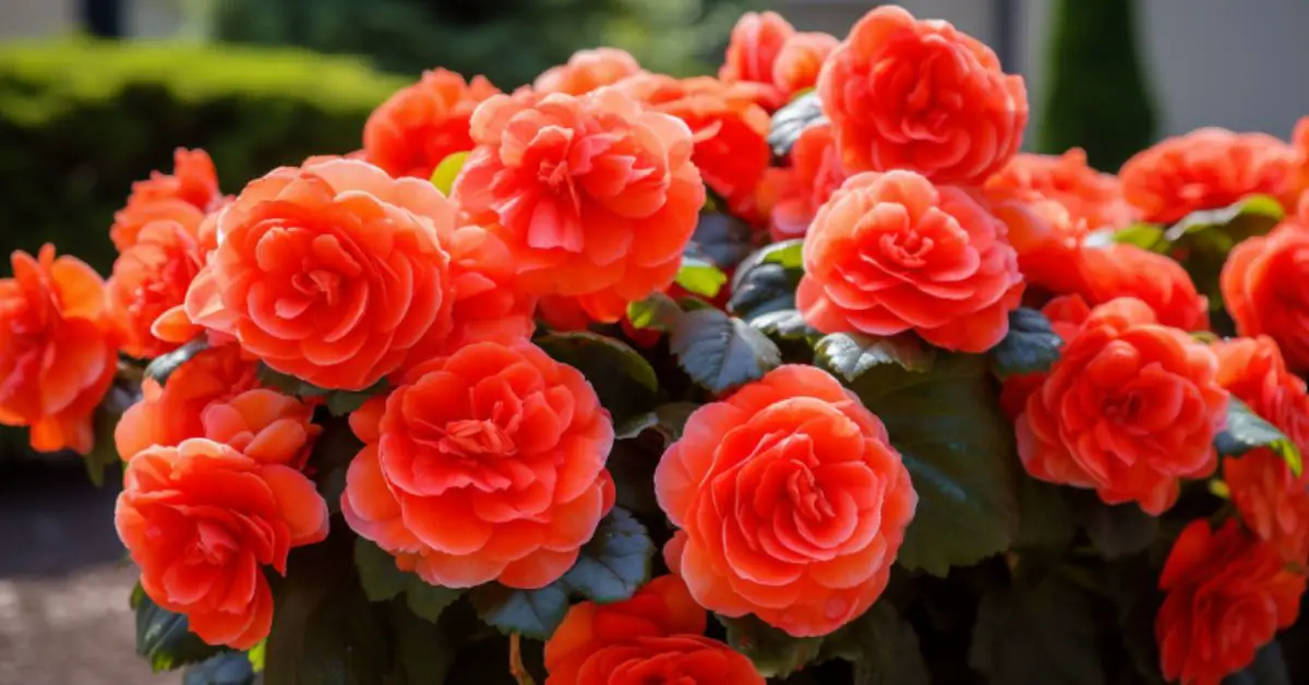 How to Grow and Care for Begonias Like an Expert