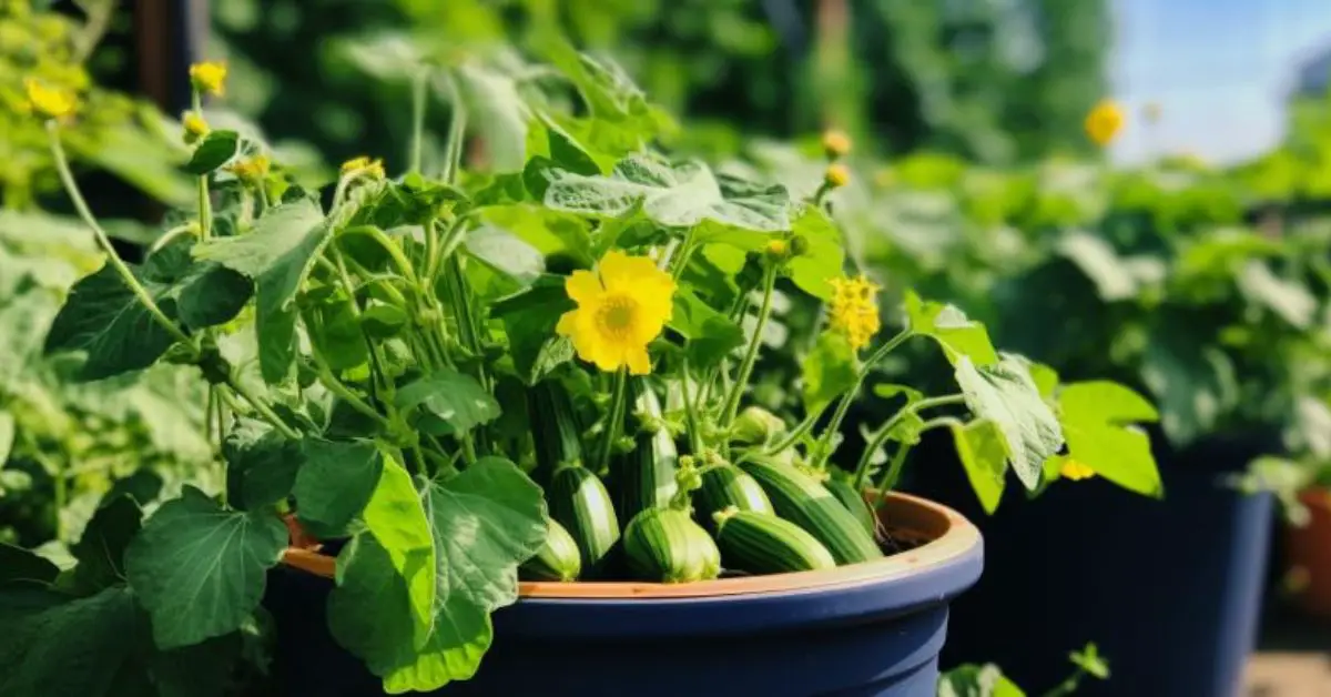 How to Grow Zucchini in Pots Like an Expert