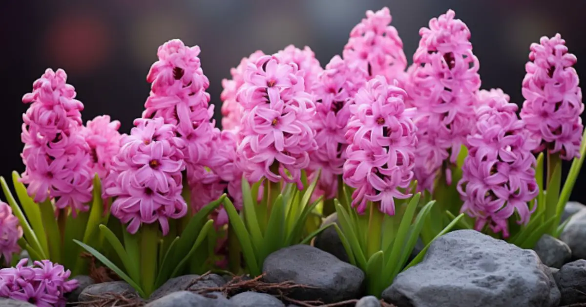 7 Hyacinth Growing Mistakes That You Can Avoid
