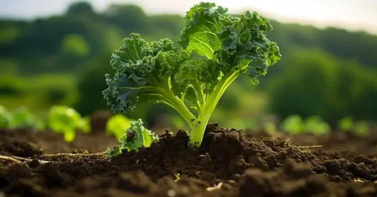 11 Kale Growing Mistakes That You Can Avoid