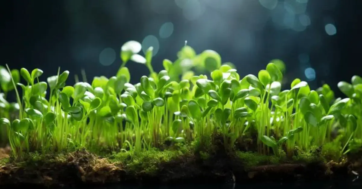 9 Microgreen Growing Mistakes That You Can Avoid