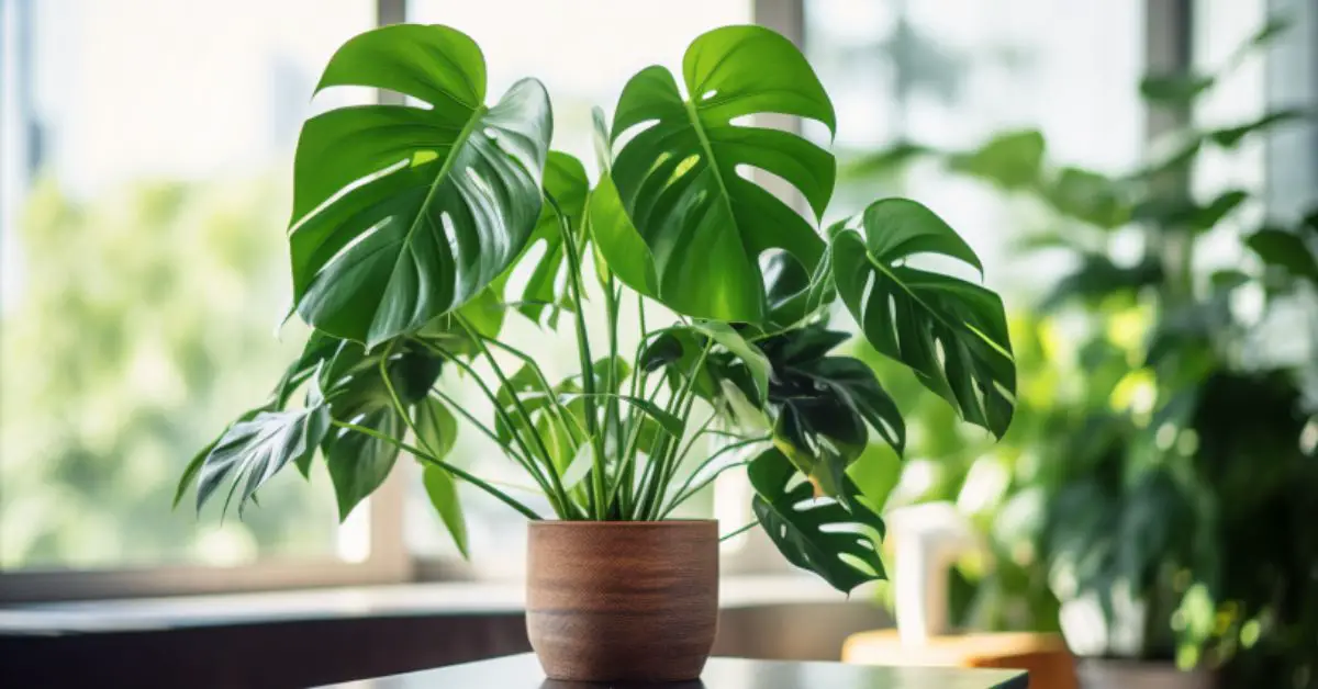 9 Monstera Plant Growing Mistakes That You Can Avoid