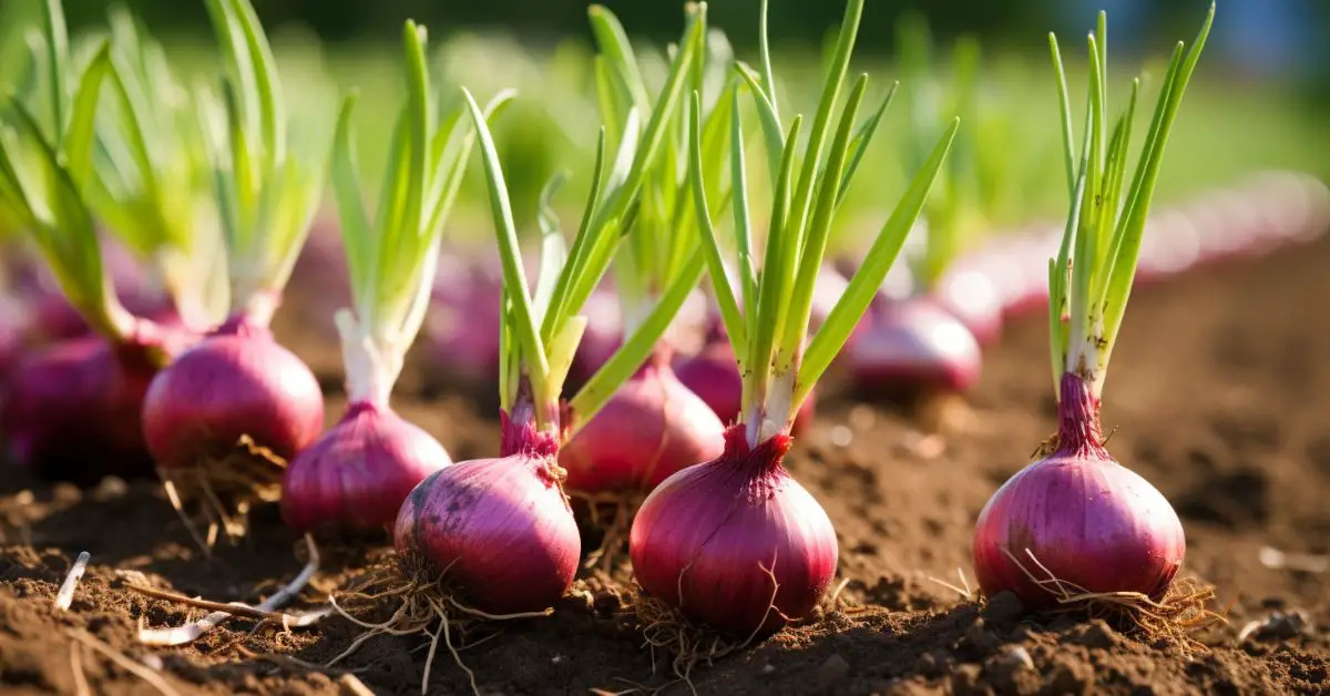 9 Onion Growing Mistakes That You Can Avoid