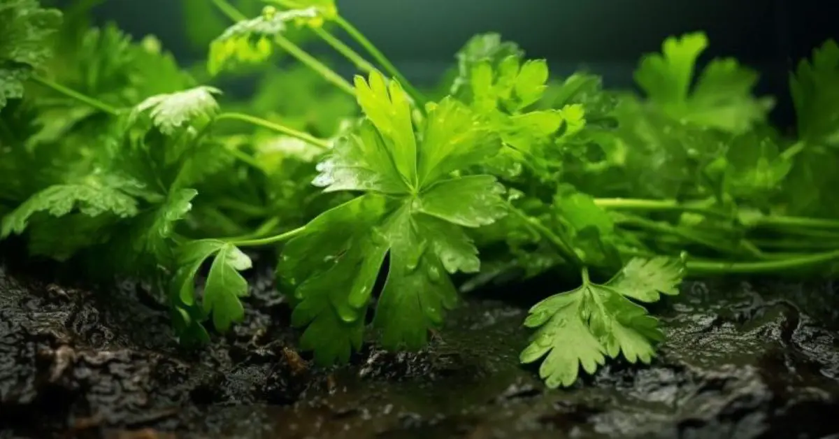 7 Parsley Growing Mistakes That You Can Avoid