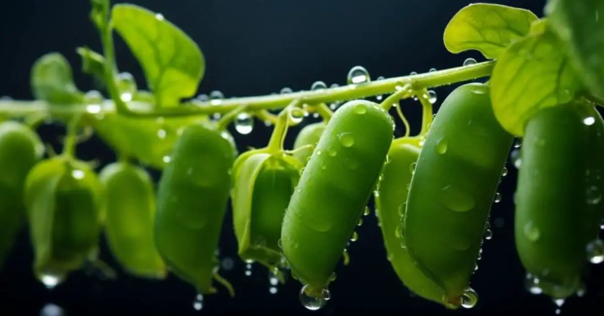 8 Pea Growing Mistakes That You Can Avoid