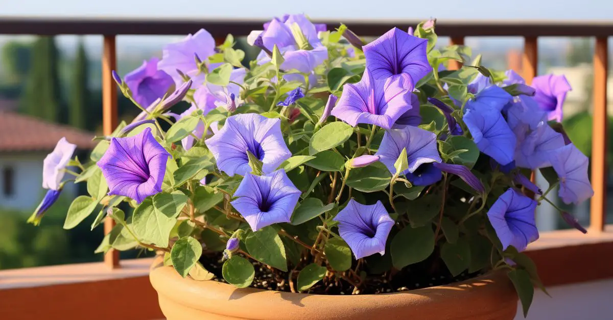 How to Grow Morning Glory in Pots Like an Expert