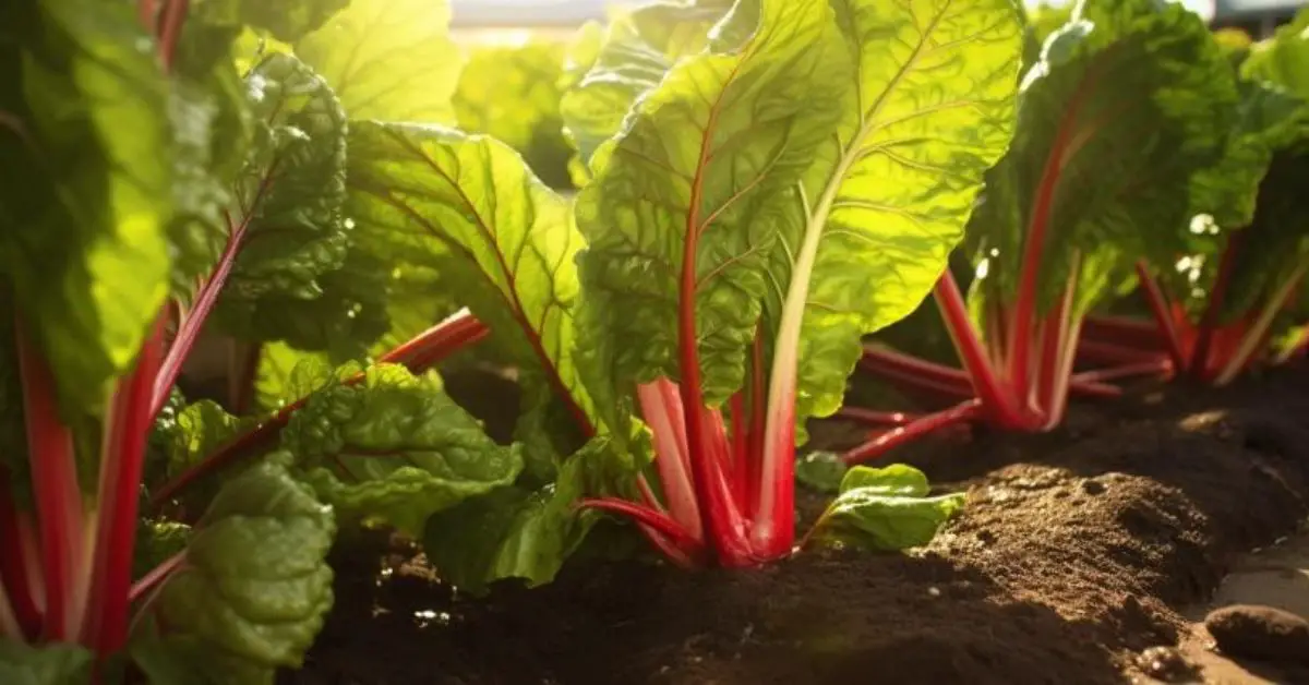 11 Rhubarb Growing Mistakes That You Can Avoid