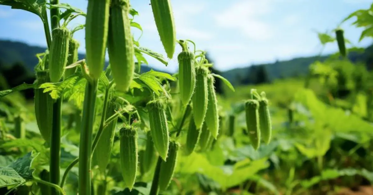 How to Grow and Care for Okra (The Easy Way)