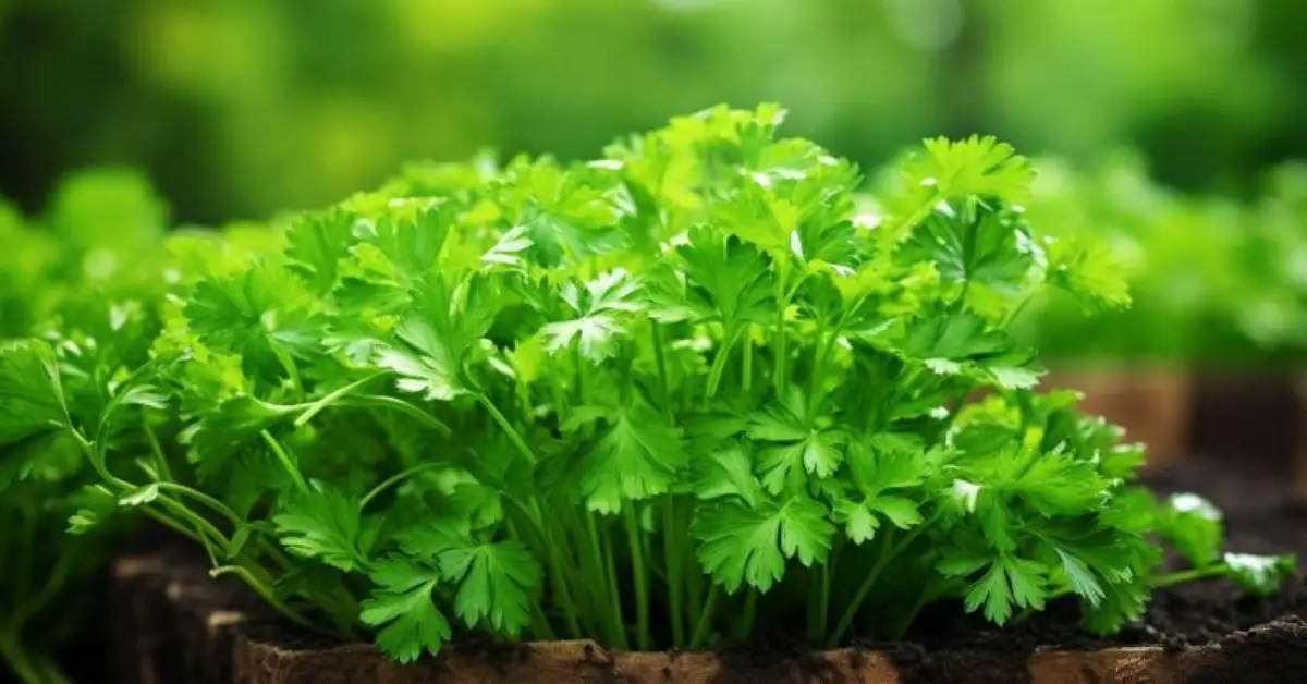 How to Grow and Care for Parsley Like a Pro