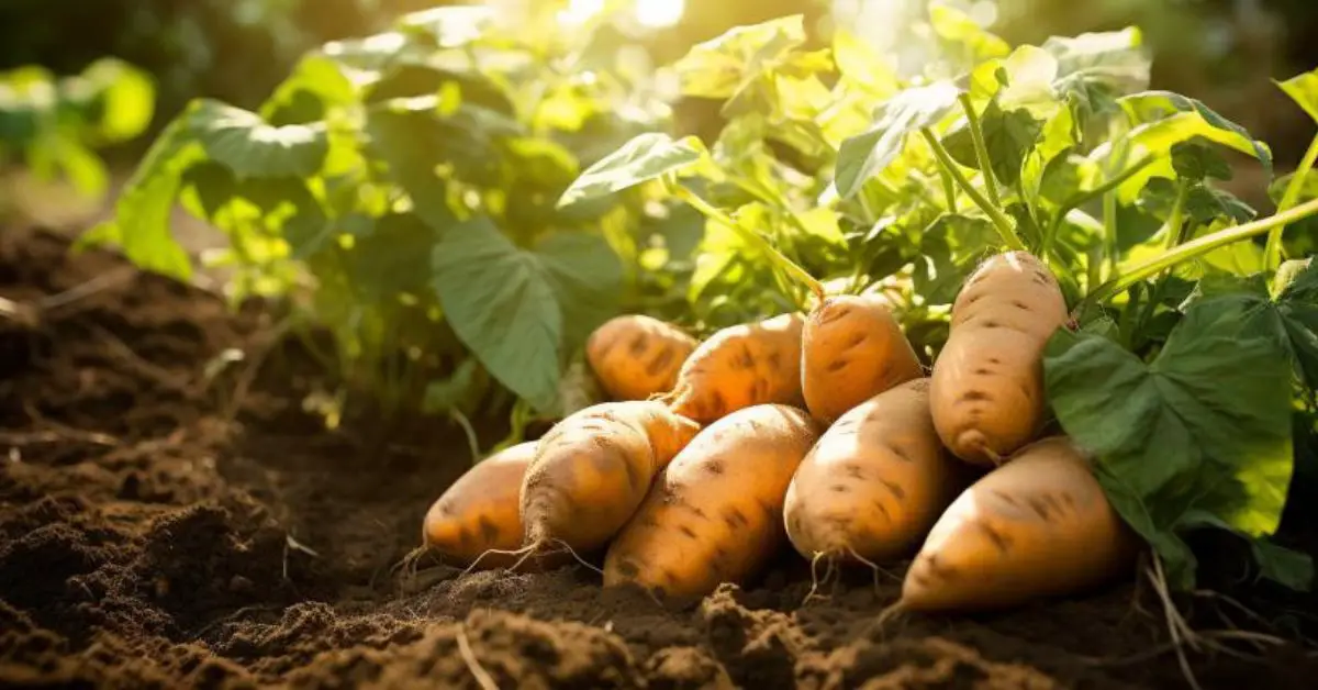 How to Grow and Care for Sweet Potatoes (The Easy Way)
