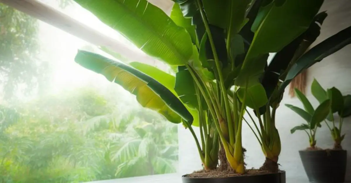 How to Grow and Care for a Banana Tree (A Beginner’s Guide)